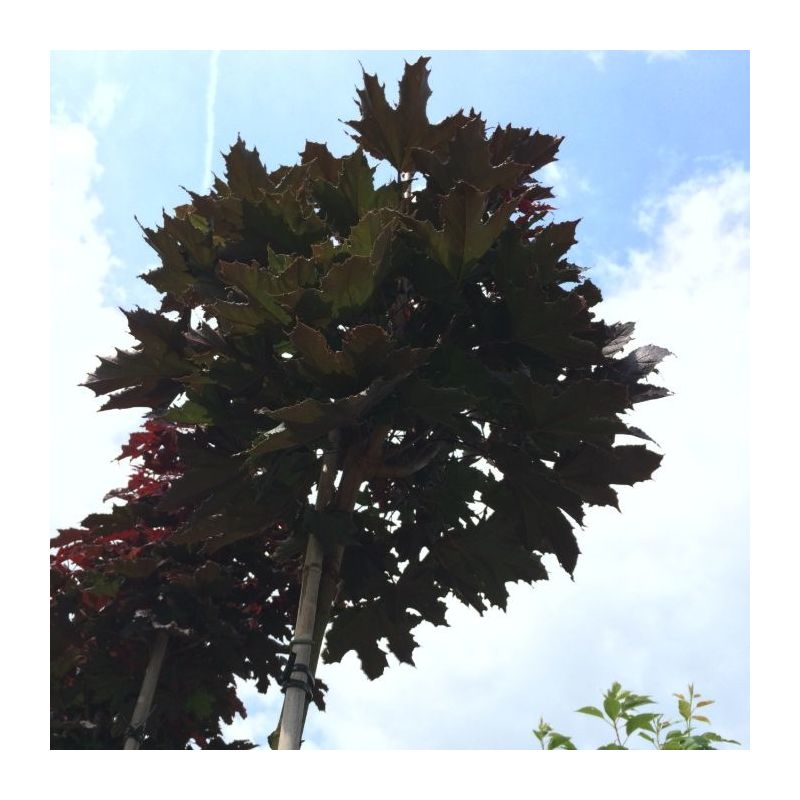 Acer Platanoides Crimson Sentry - bolboom