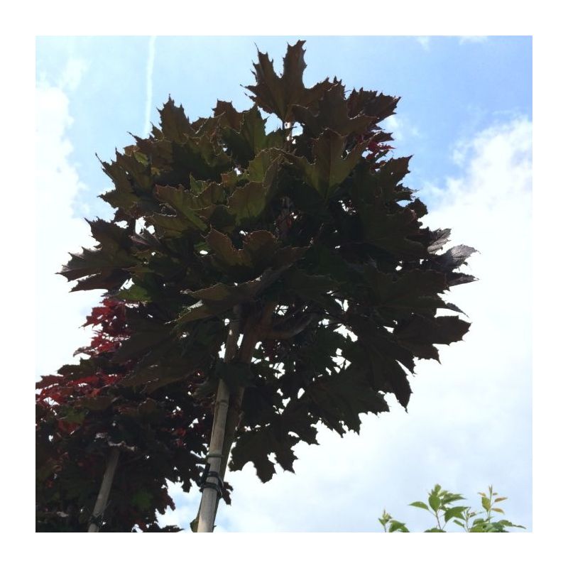 Acer Crimson Sentry - bolboom