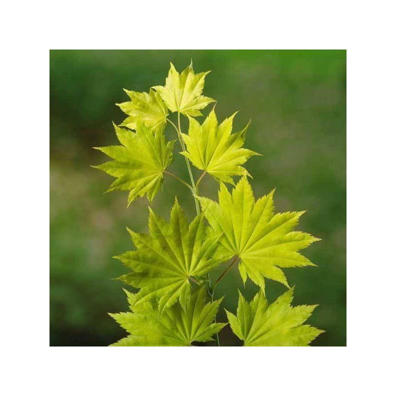 Acer shirasawanum Aureum