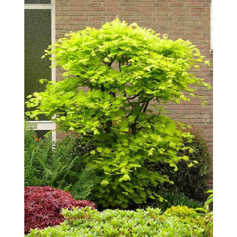 Acer shirasawanum Aureum