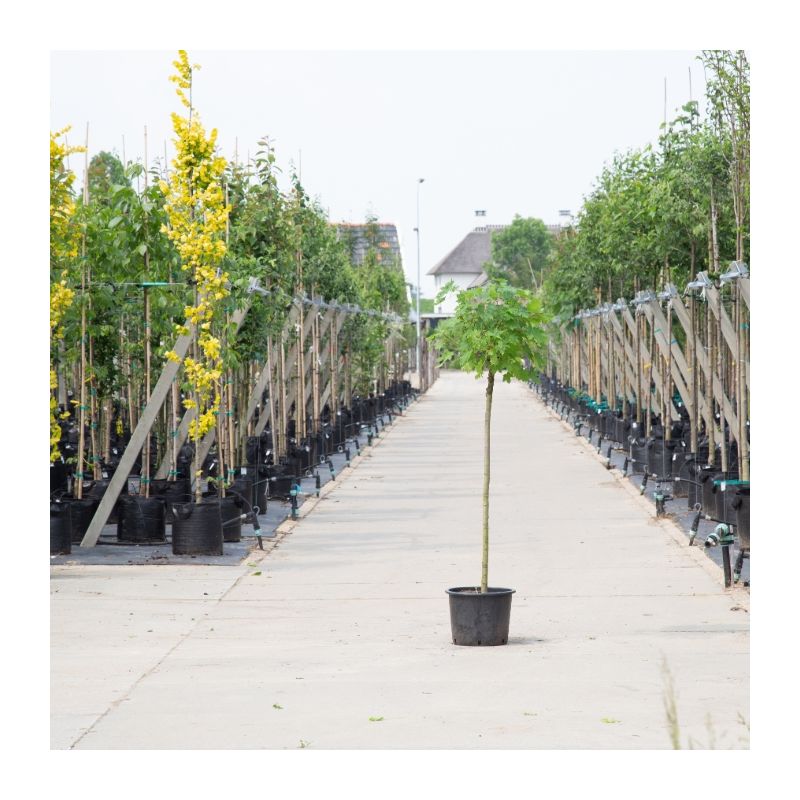 Acer Globosum - bolboom