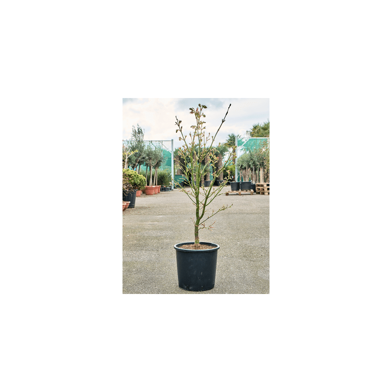 Acer Green