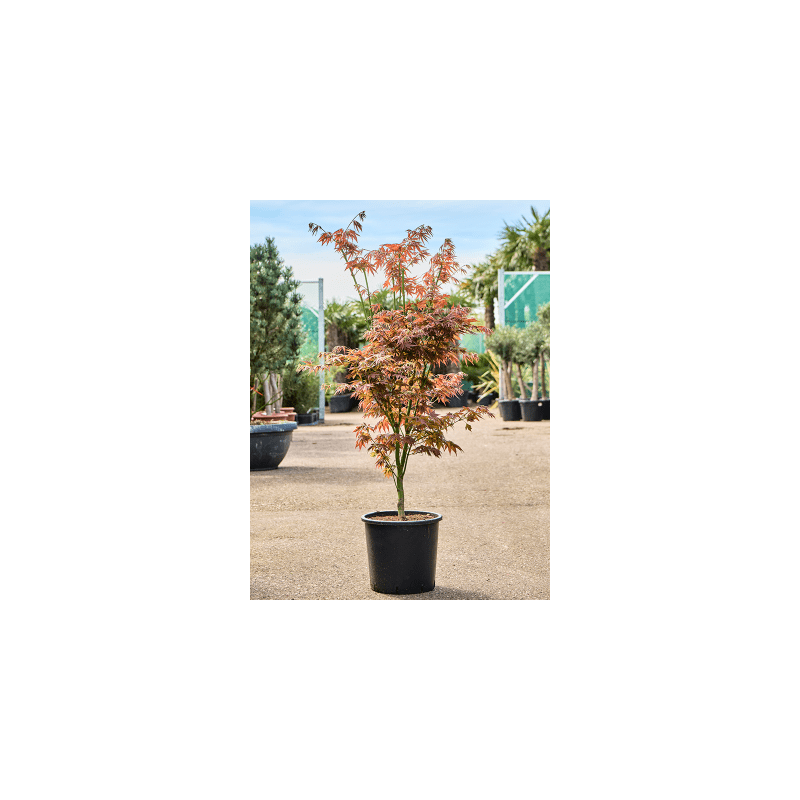 Acer Green