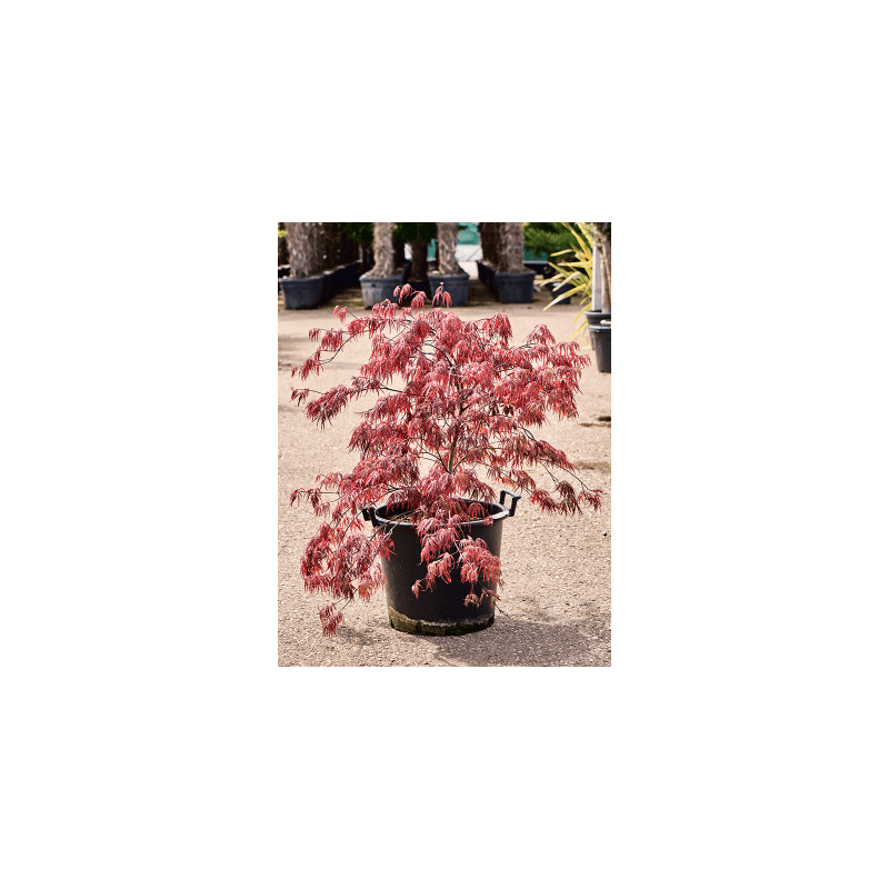 Acer Inaba-shidare