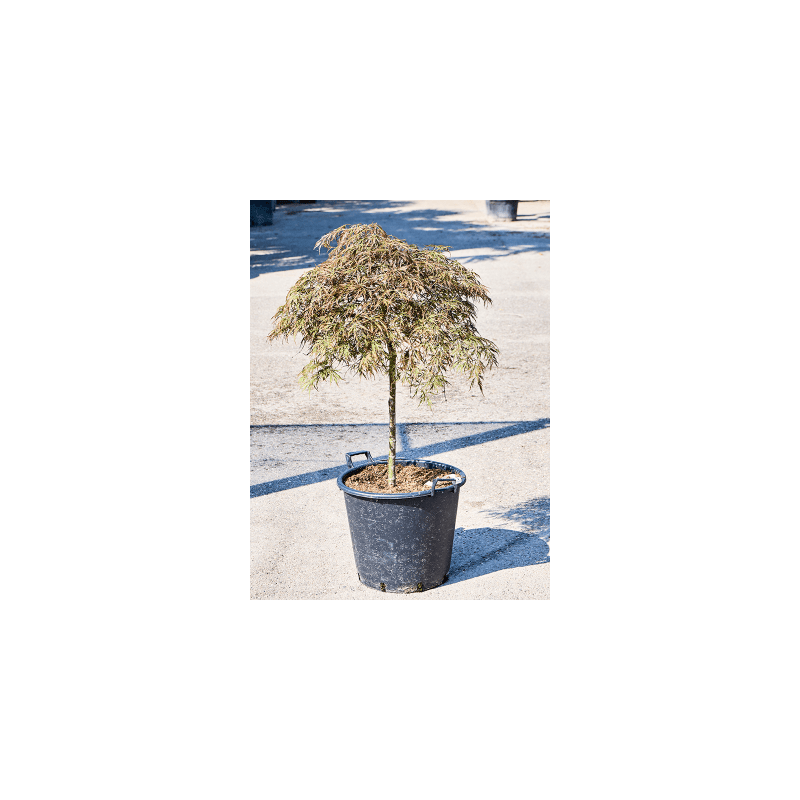 Acer Pendulum Julian