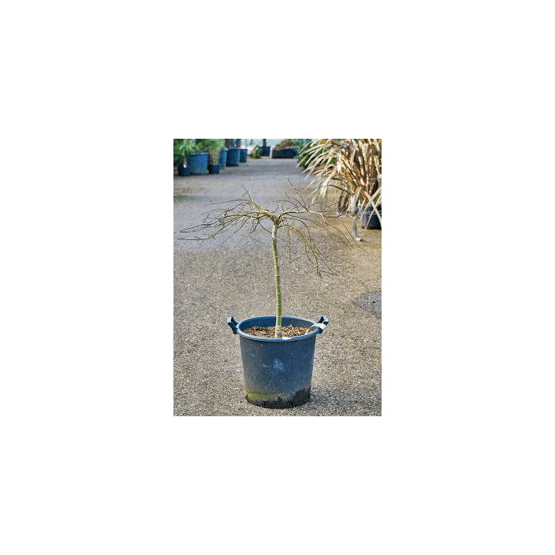 Acer Pendulum Julian