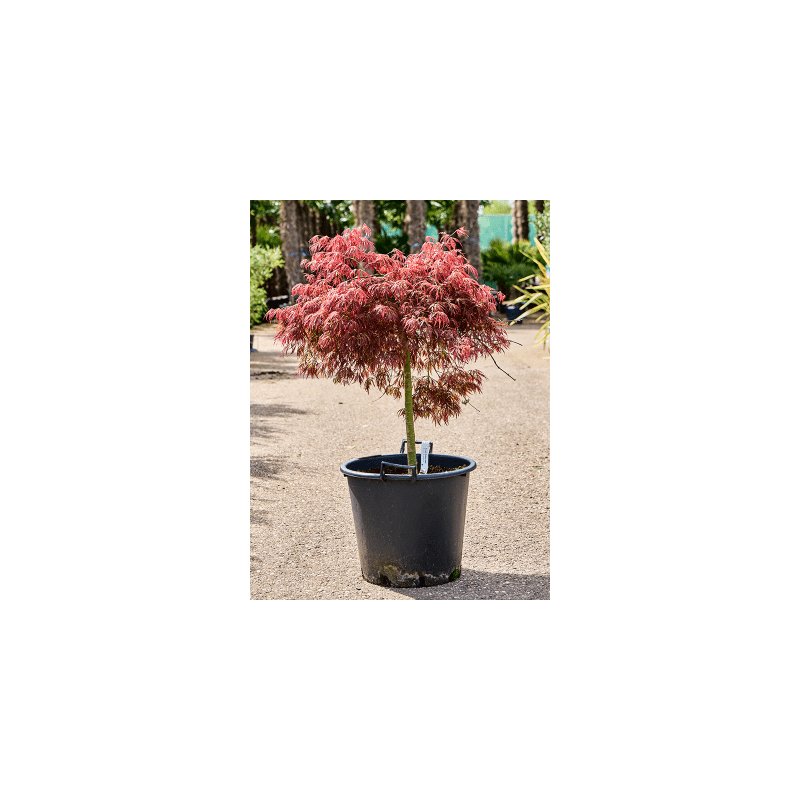 Acer Pendulum Julian
