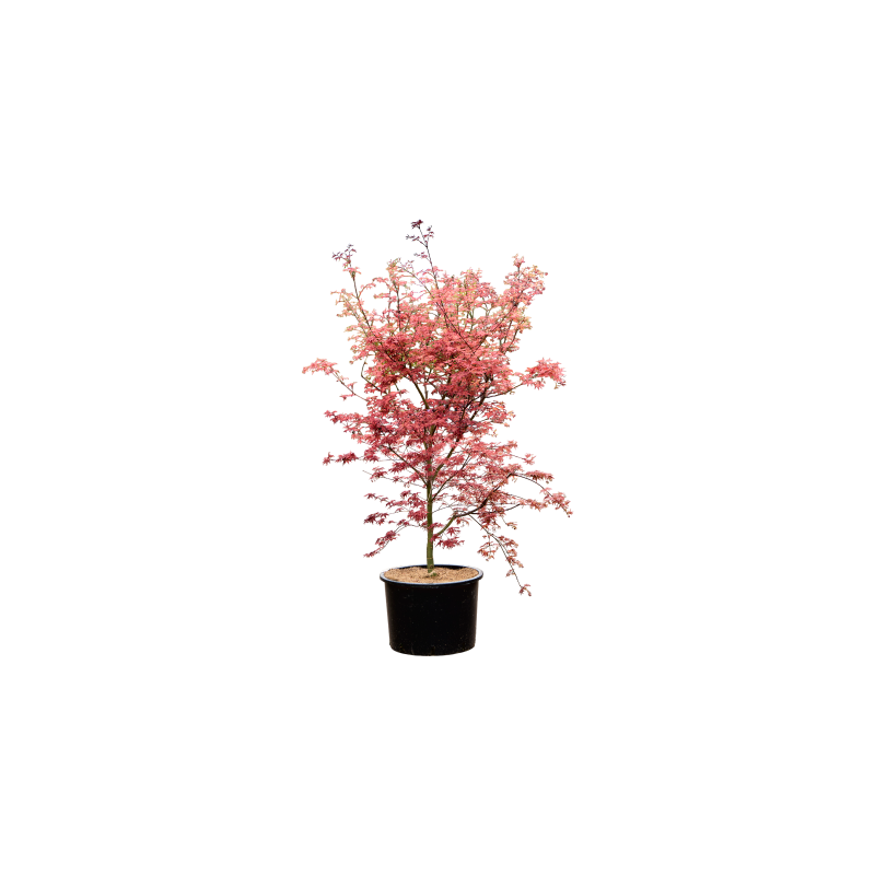 Acer De Shojo