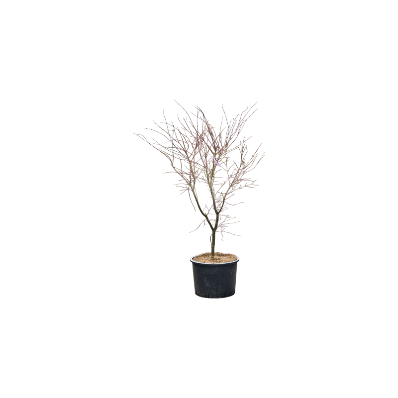 Acer De Shojo