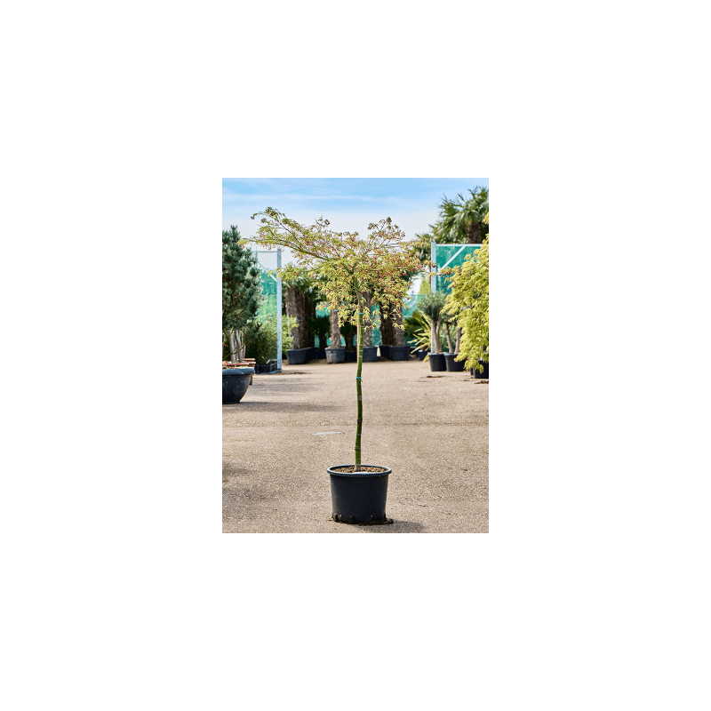 Acer Viridis