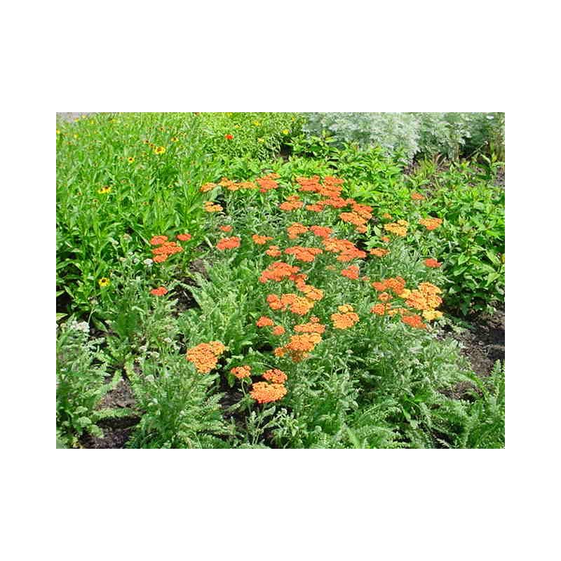 Achillea Terracotta - biologisch