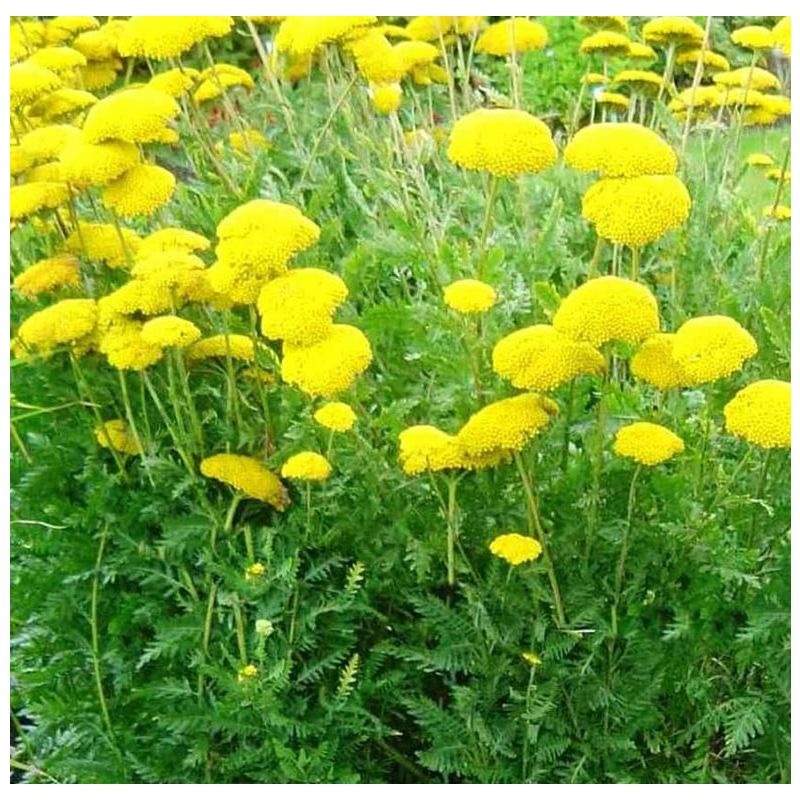 Achillea Cloth of Gold