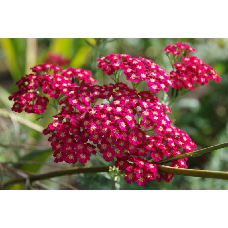 Achillea mil. 'Paprika'