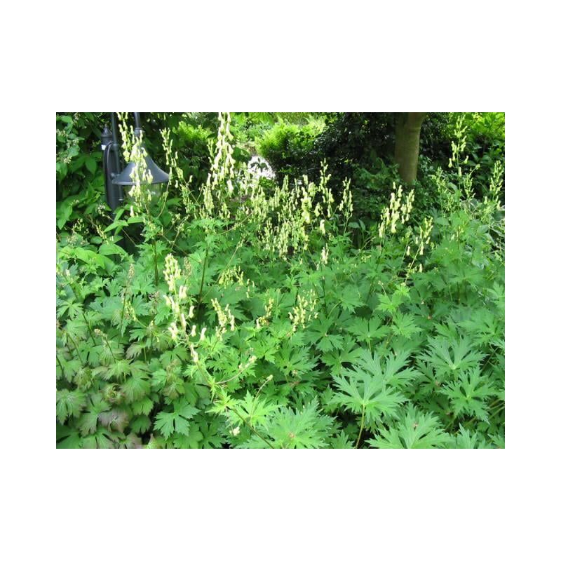 Aconitum lamarckii 