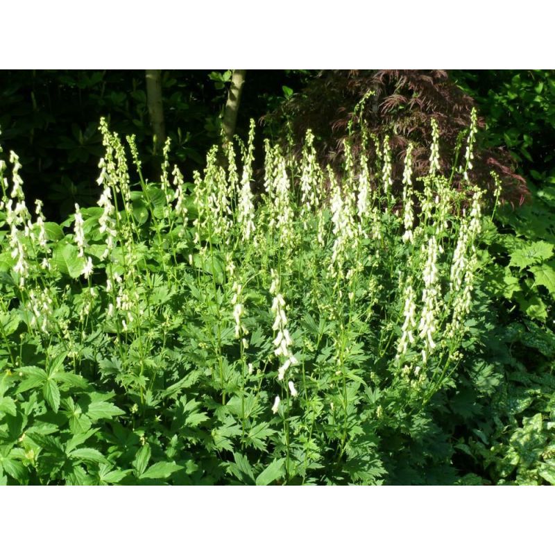 Aconitum Ivorine