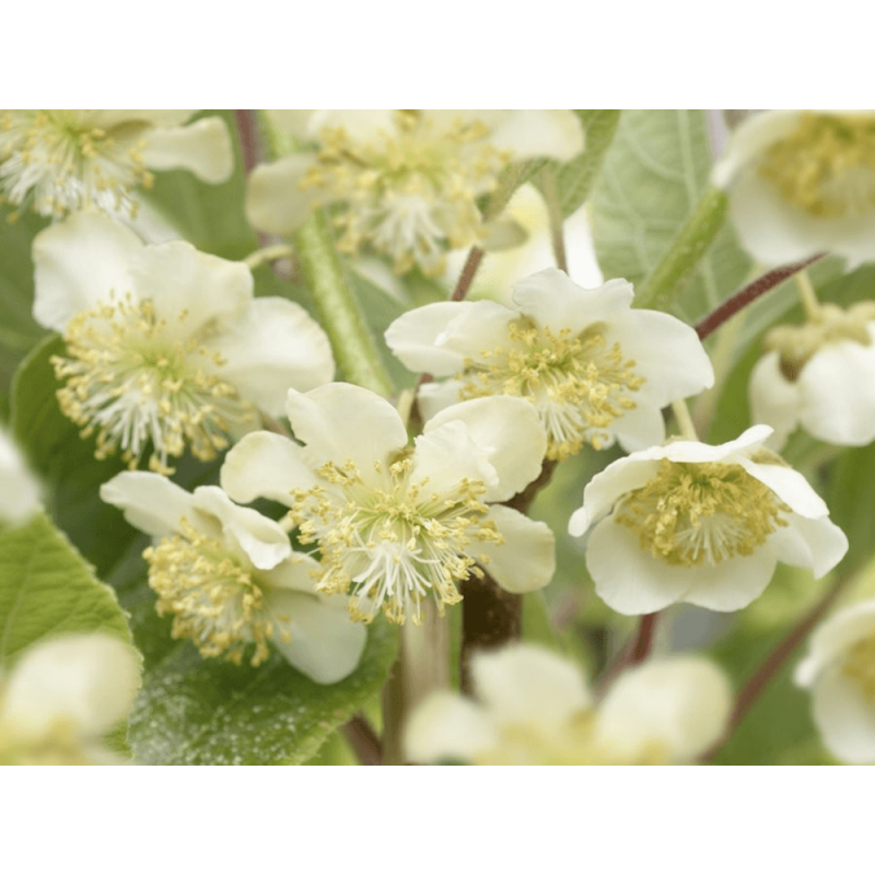 Actinidia deliciosa 'Atlas' (mannelijk)