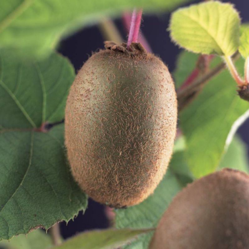 Actinidia deliciosa 'Jenny' Kiwiplant