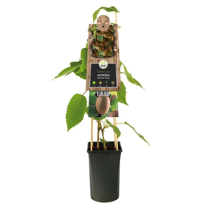 Actinidia deliciosa 'Jenny' Kiwiplant