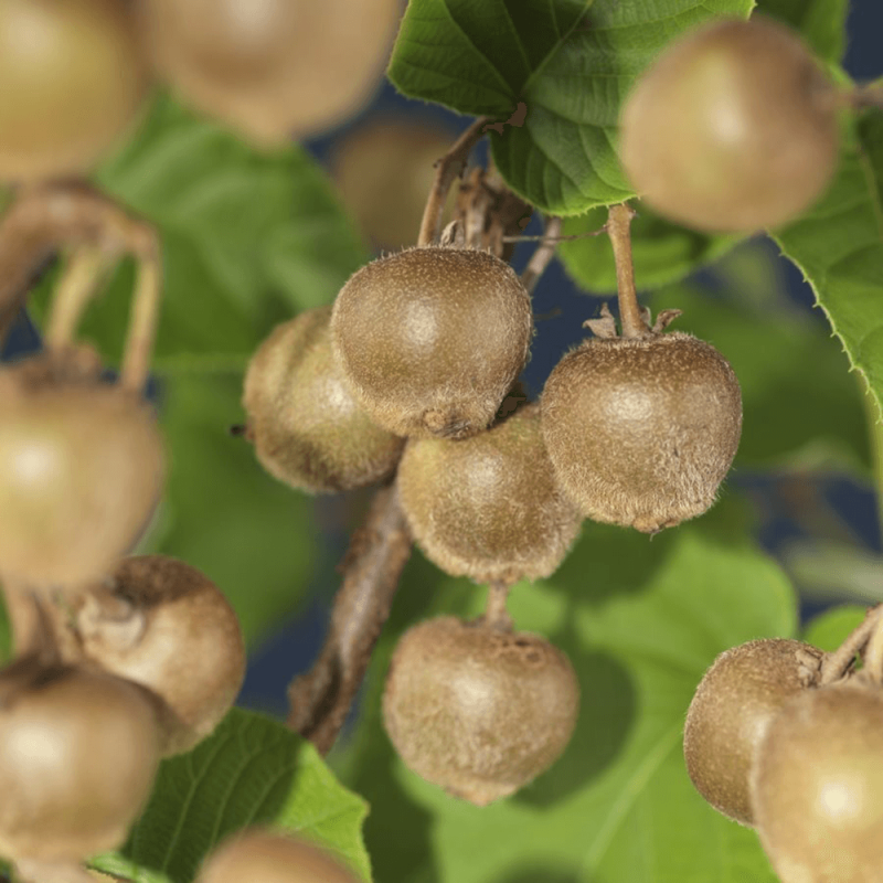 Actinidia deliciosa 'Hayward' (vrouwelijk)