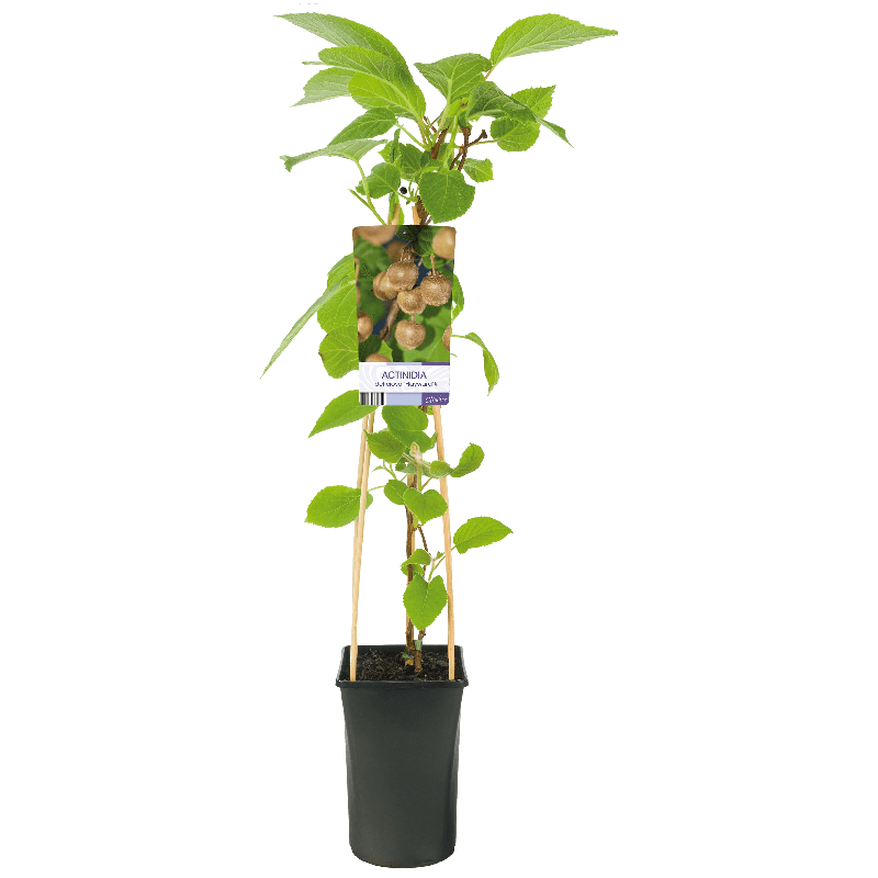 Actinidia deliciosa 'Hayward' (vrouwelijk)