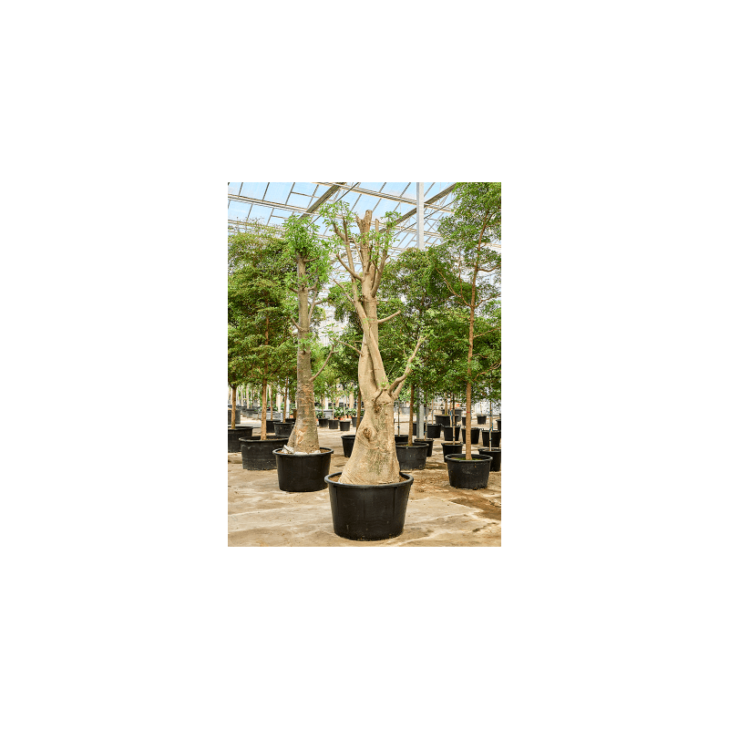 Adansonia digitata