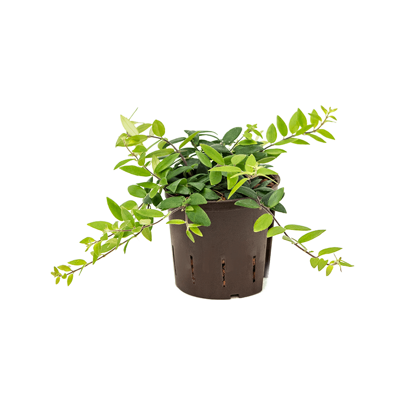 Aeschynanthus Lobbianus