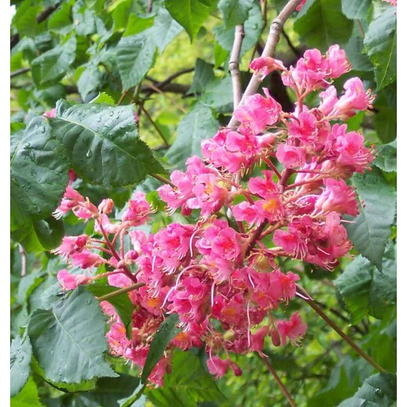 Aesculus Briotii