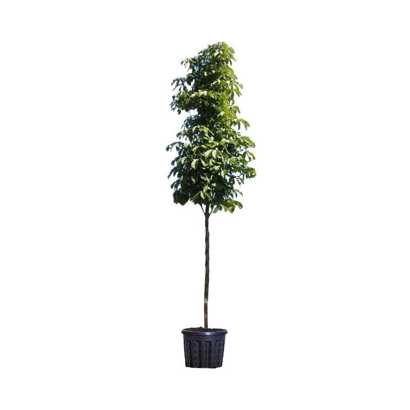 Aesculus Hippocastanum