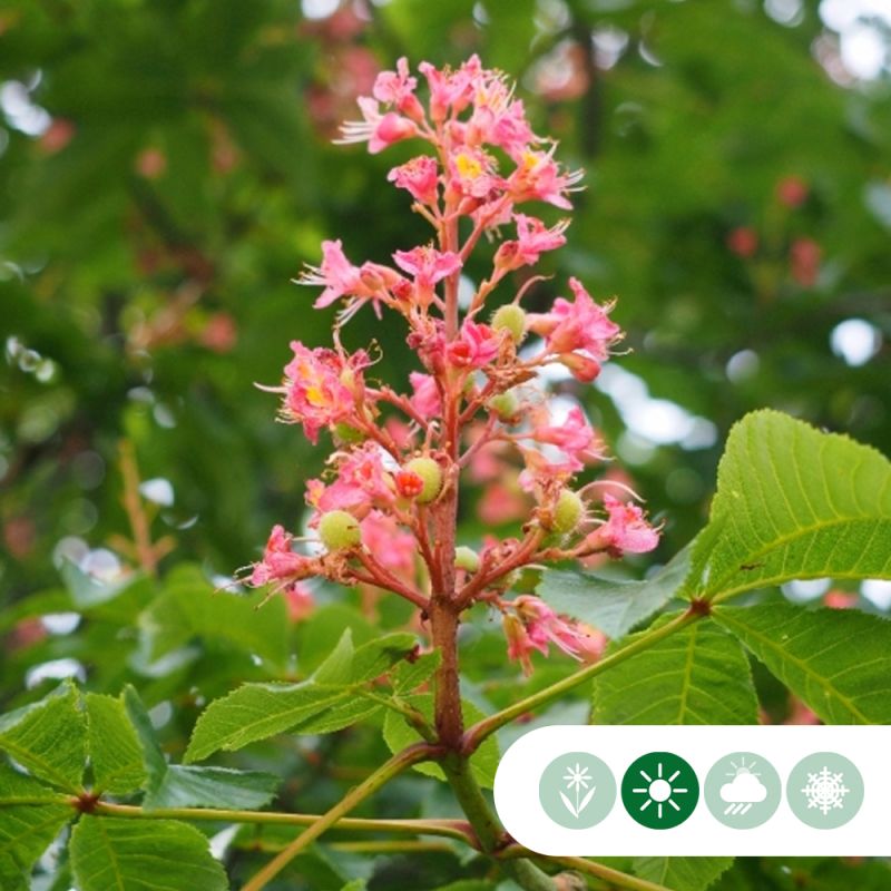 Aesculus Briotii