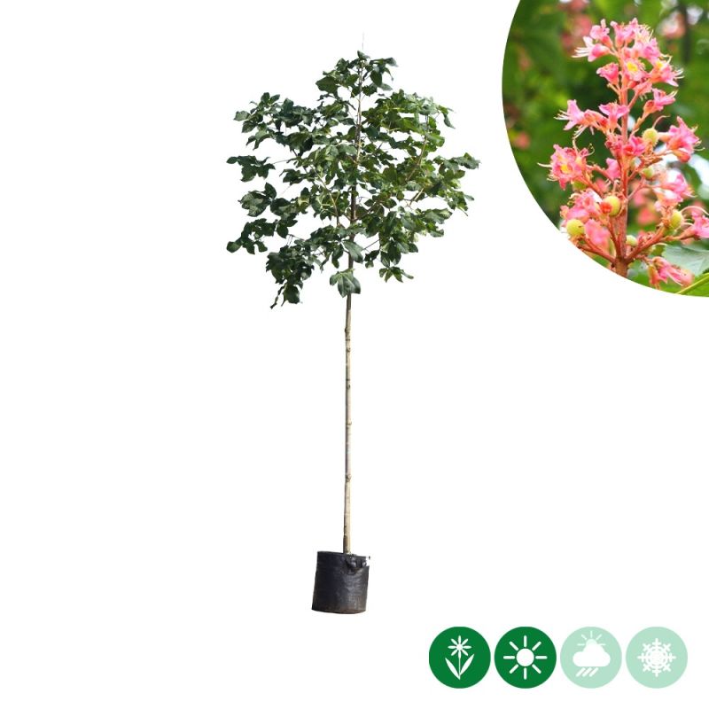 Aesculus Briotii