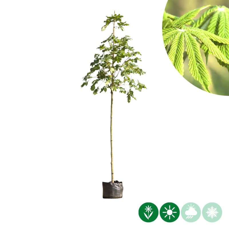 Aesculus hippocastanum
