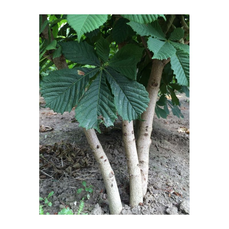Aesculus hippocastanum - meerstammig
