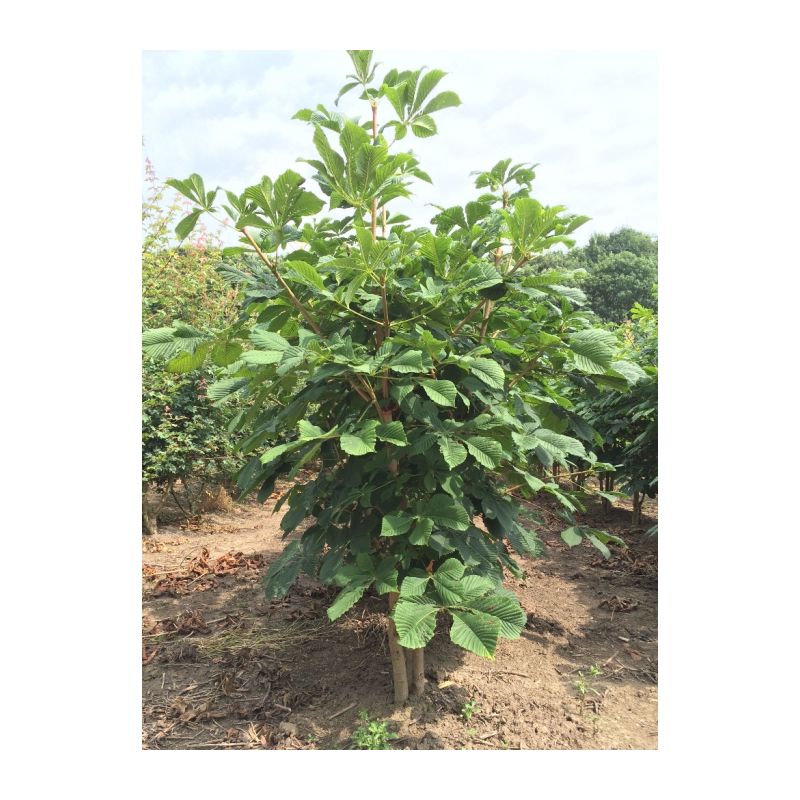Aesculus hippocastanum - meerstammig