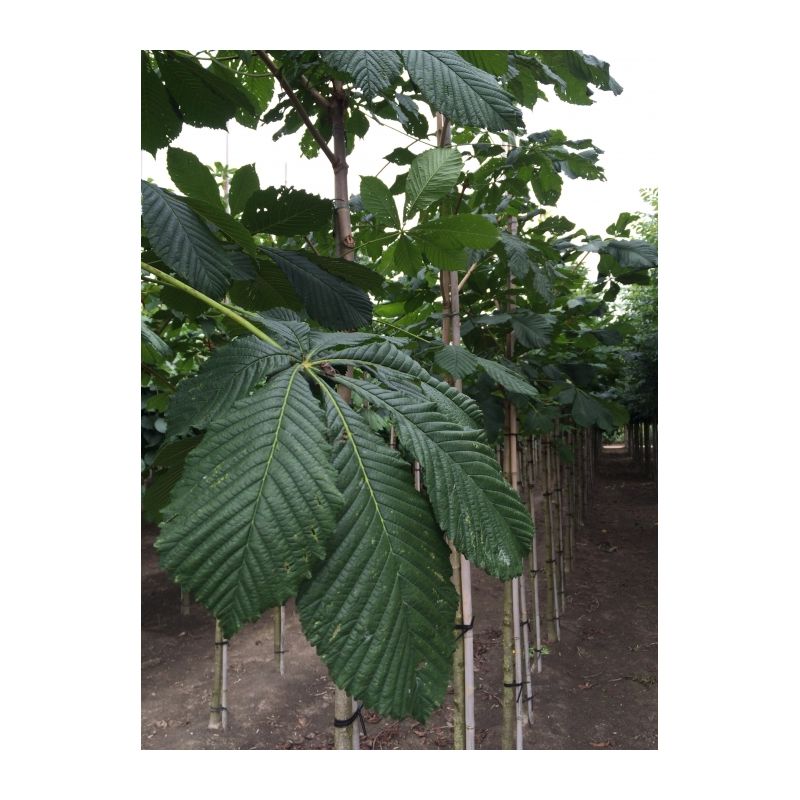 Aesculus Hippocastanum
