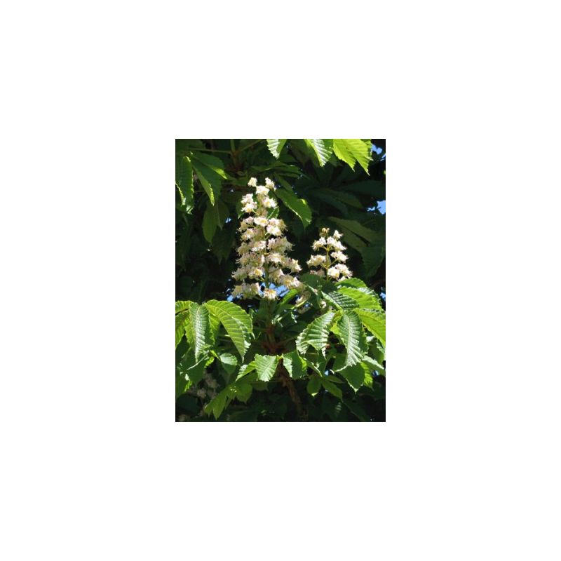 Aesculus hippocastanum - meerstammig