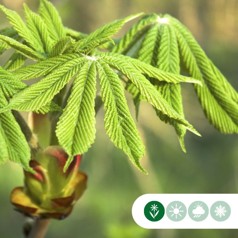 Aesculus hippocastanum - meerstammig