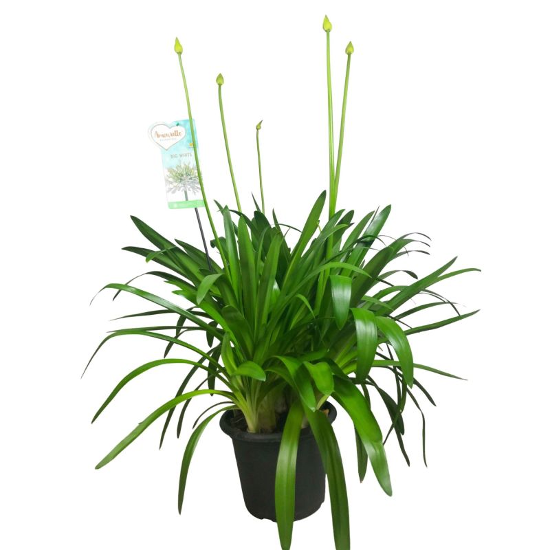 Agapanthus Big White