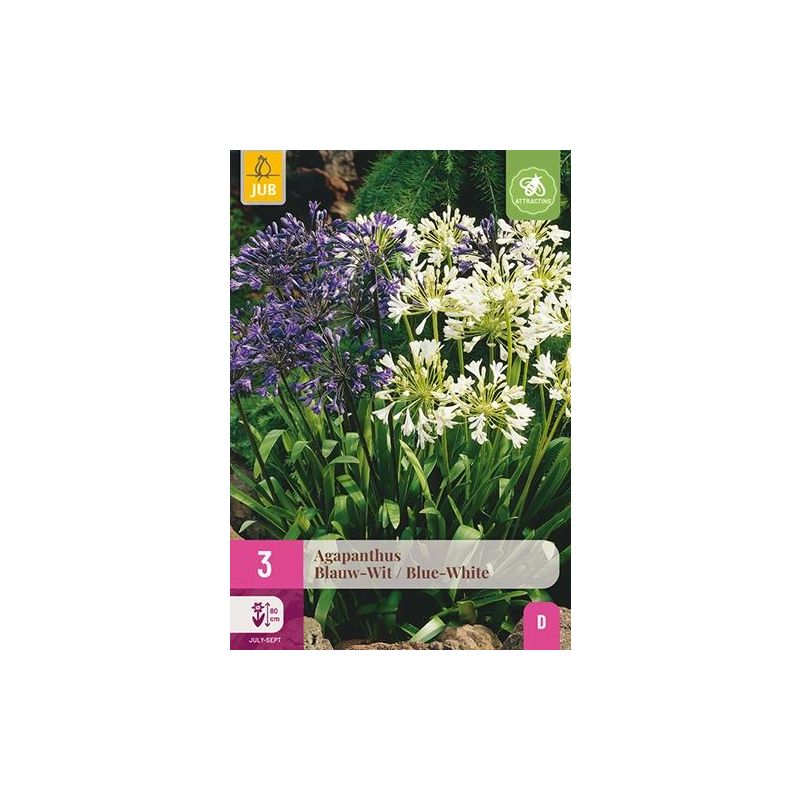 Agapanthus Blauw/Wit - 3 stuks