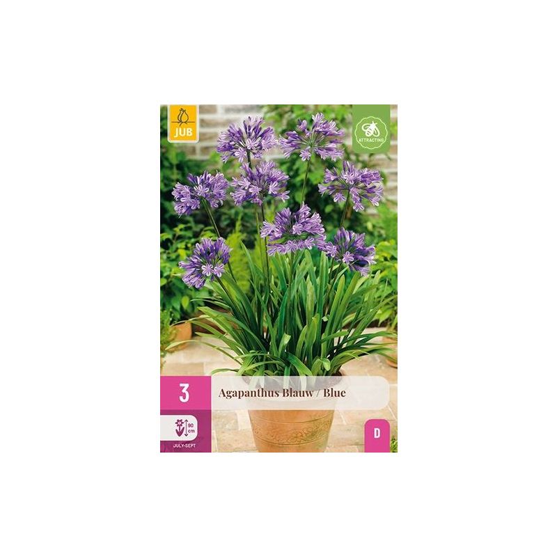 Agapanthus Blauw - 3 bloembollen