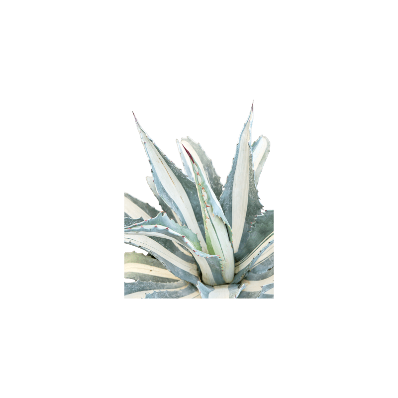 Agave Alba