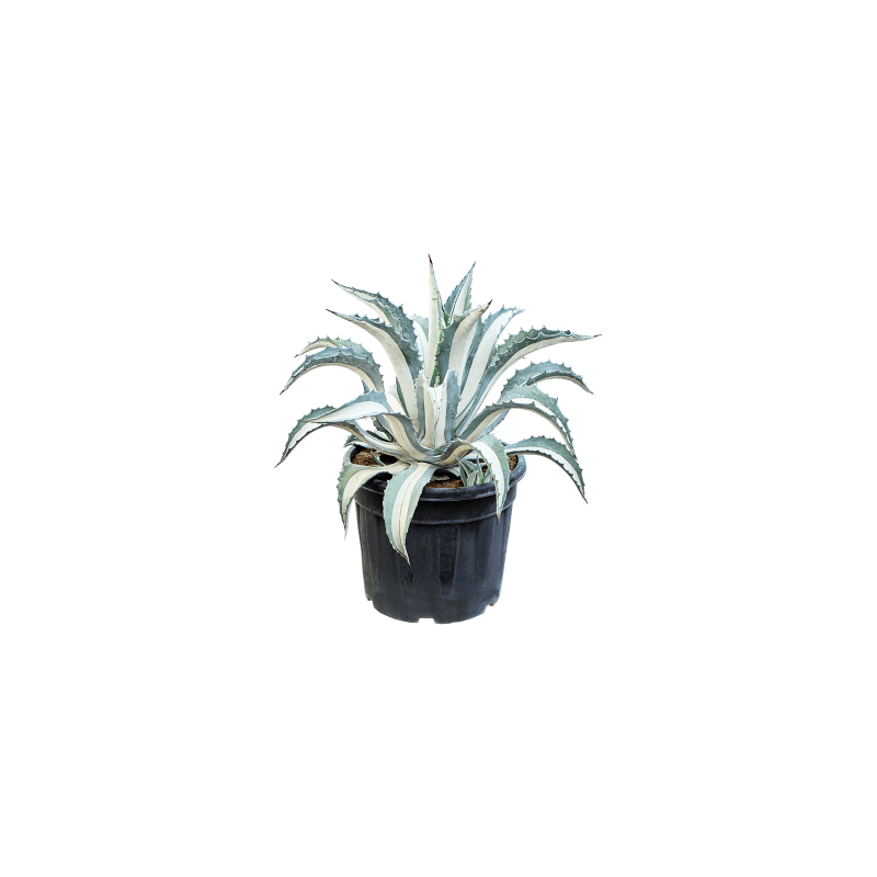 Agave Alba