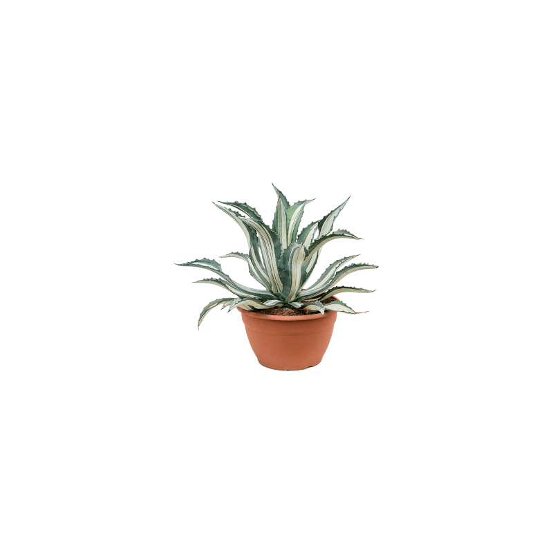 Agave Alba