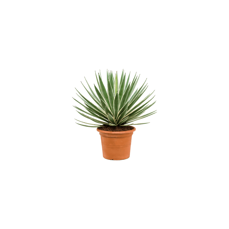 Agave angustifolia