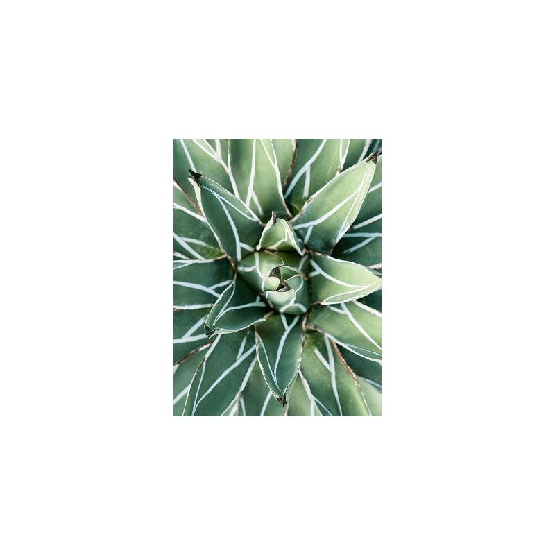 Agave ferdinandi-regis