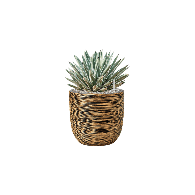 Agave ferdinandi-regis