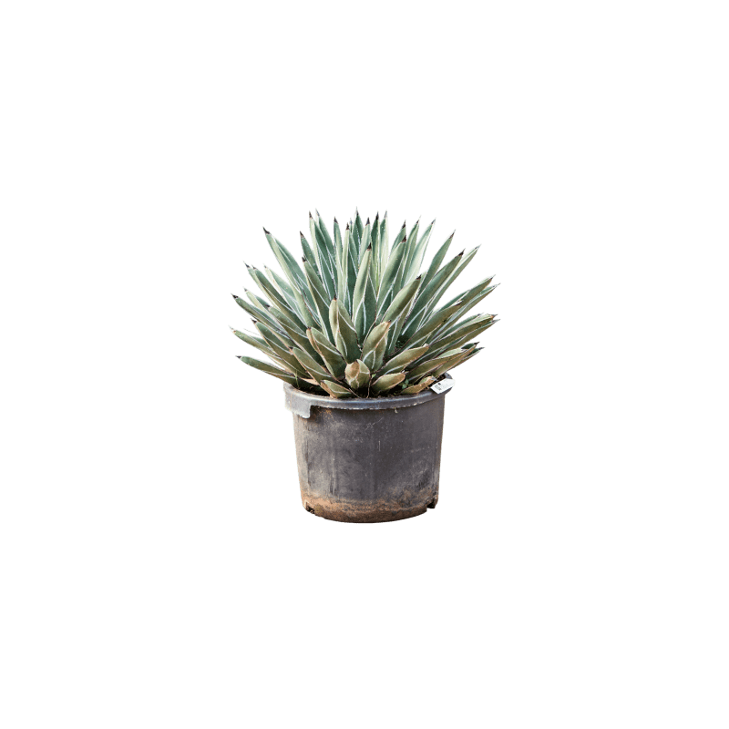 Agave ferdinandi-regis