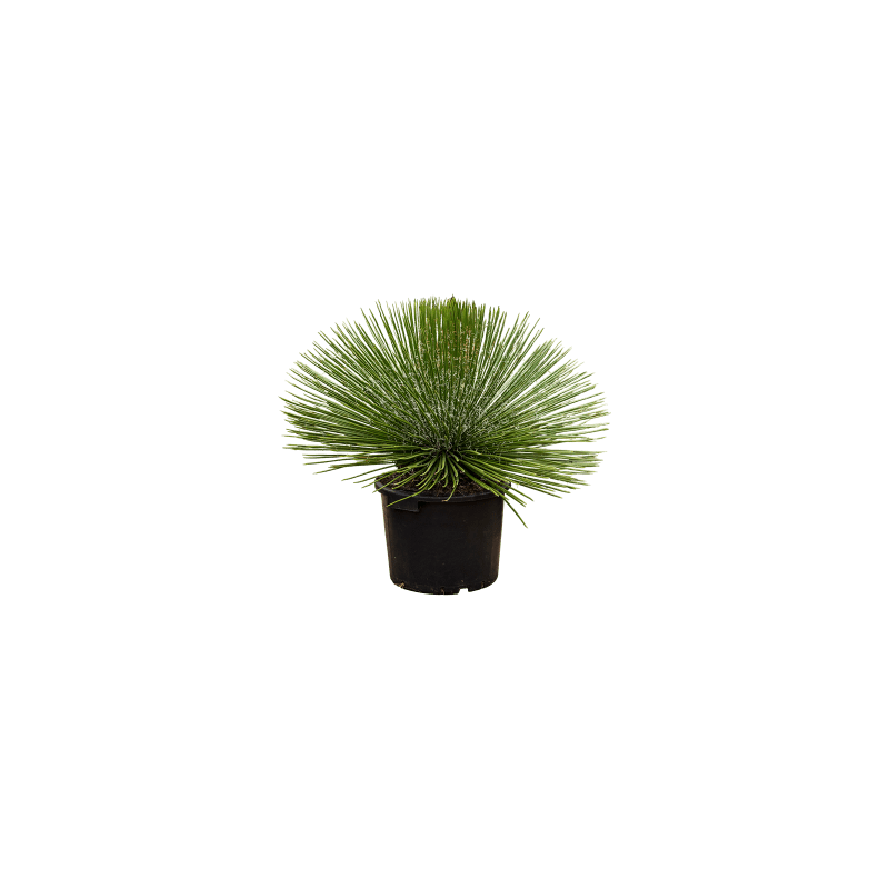 Agave geminiflora 