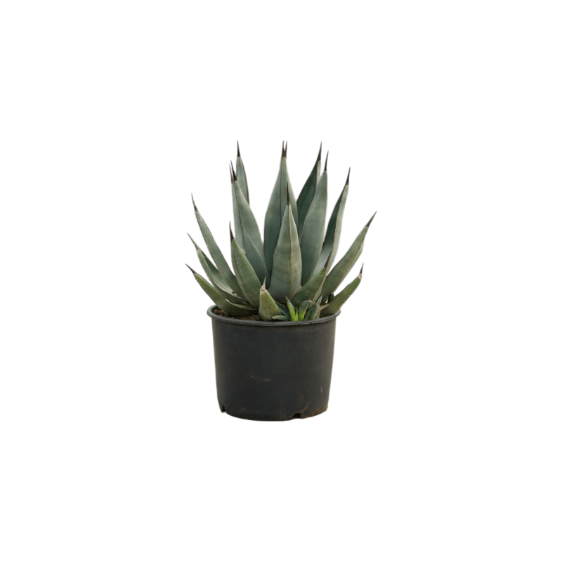 Agave nigra