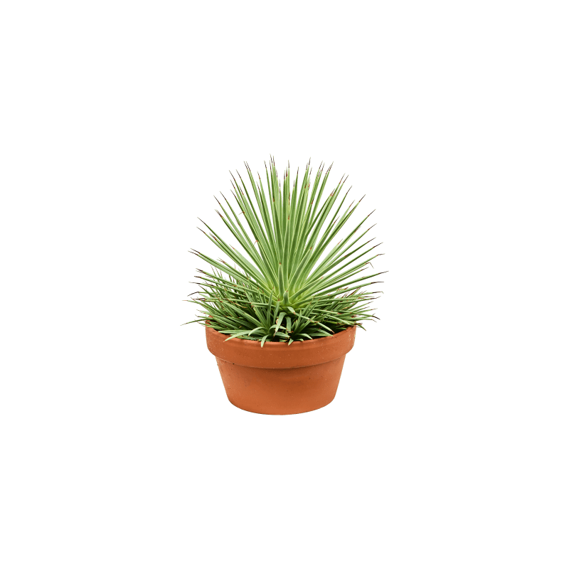 Agave Nana