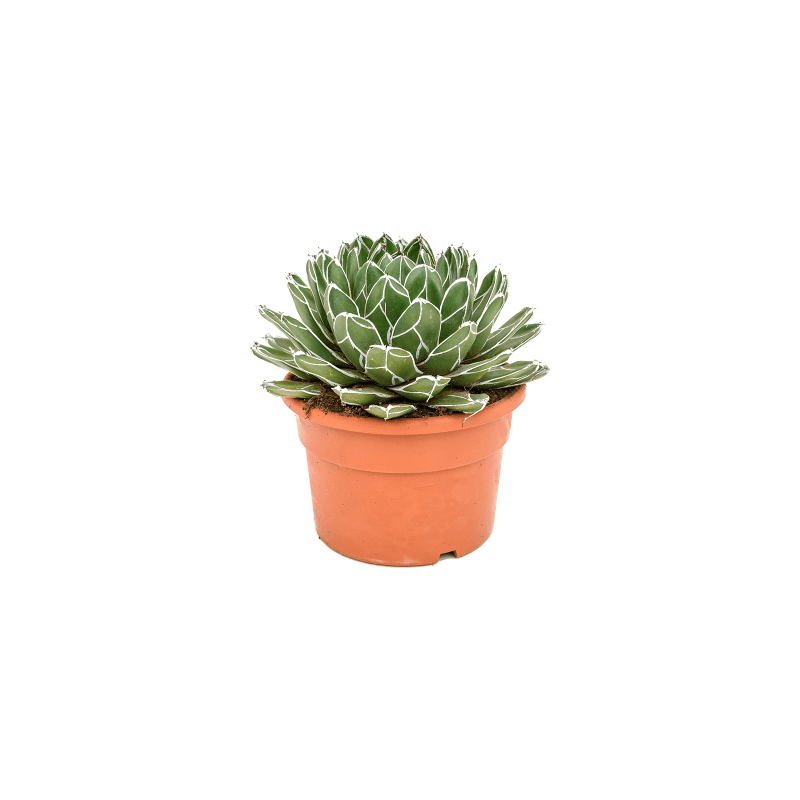 Agave victoriae-reginae